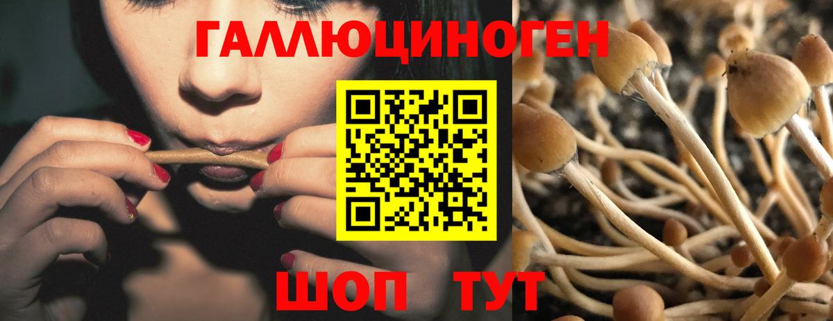 Галлюциногенные грибы мицелий Чернушка